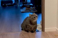 猫に「行ってくるね」と声を掛けたら…姿を現した「ヒーロー（？）」がほほえましい
