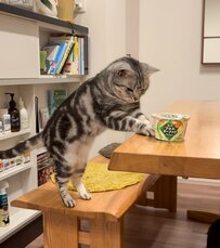 まるで旅館の女将！　朝食を提供する猫があまりにも可愛い