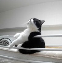 猫がくつろぐ姿を隠し撮りすると→思わずツッコミたくなる行動に笑い転げてしまう