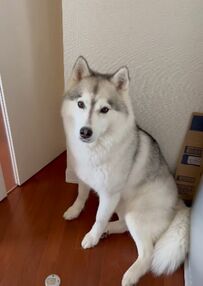 おやつの食べ方が“優しい”ハスキー犬が可愛すぎる！コメント欄「優しい顔ですね」の声