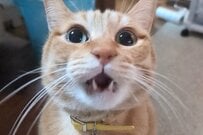 「棋士のような佇まい」の猫が話題に　圧倒的な強者感に思わず二度見してしまう