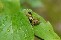 庭の葉っぱに違和感…　目の前に広がってた「小さなカエルの楽園」にホッコリ
