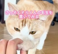【自分の毛玉を目の前にした猫】まさかの反応が笑える！「鈍感すぎてカワイイ」と話題