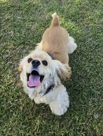 妻と夫が撮影した「愛犬の写真」に笑ってしまう　2枚の表情の差に「完全に別犬」