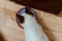 【約9年間の変化】保護猫の成長に思わず目を疑う　劇的ビフォーアフターに「別の子みたいですね」