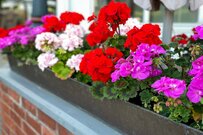 【多年草ガーデニング】早春から育てて長く庭を彩る！秋までお花を観賞できる「開花が長いお花」3選