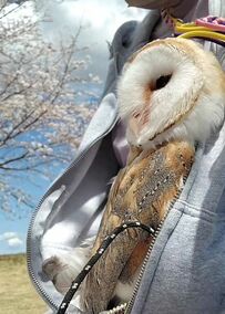 【カンガルーなフクロウ】かわいいお花見スタイルにSNSでは100を超えるいいねが！