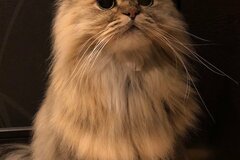 「オヤツの日」猫さんの健気な待ち姿が可愛すぎると話題に！