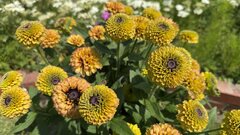 【植えっぱなしOK】真夏も花を楽しめる！しかも1か月以上も花が長持ちする〈暑さに強い多年草〉3選。ガーデニング費用を節約できます