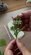 【100均DIY】100均の石膏が「植物のオーナメント」に変身　ボタニカルキャストで年中飾れる