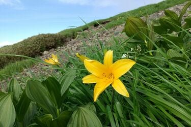 出会えてよかった！夏山に咲く美しい高山植物5選＆初心者でも