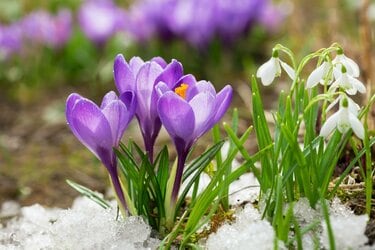 ヒュウガササユリ　山野草　ガーデニング　球根植物　多年草　カサブランカ好き　観葉 ヒュウガササユリ 山野草 ガーデニング 球根植物 多年草