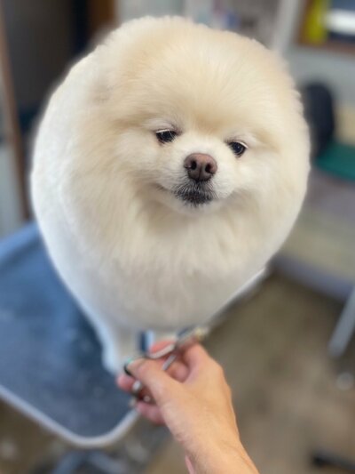 「まるまるのちゅるんちゅるん」になりました