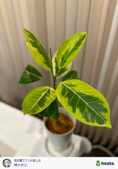 研ナオコが投稿した写真