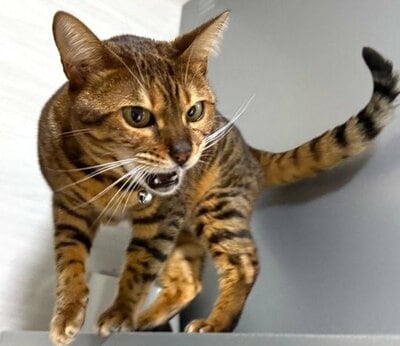 「私のご飯じゃ！！」