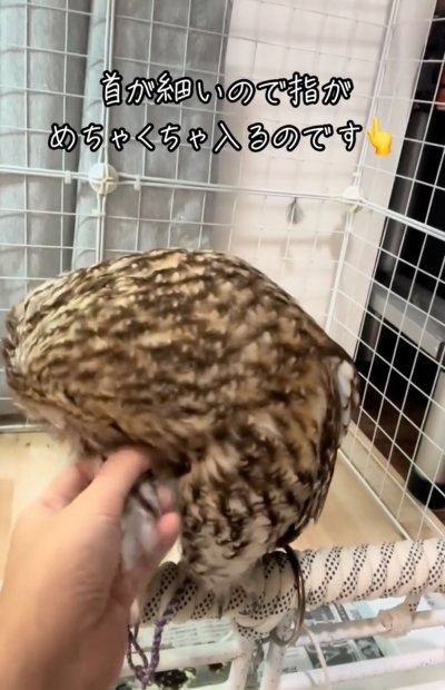 投稿動画のワンシーン