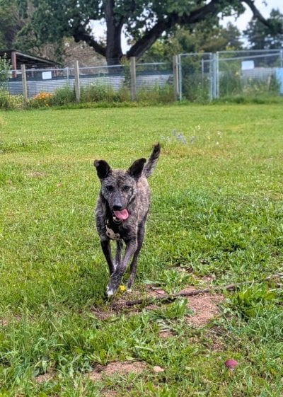 楽しそうに走り回るベト