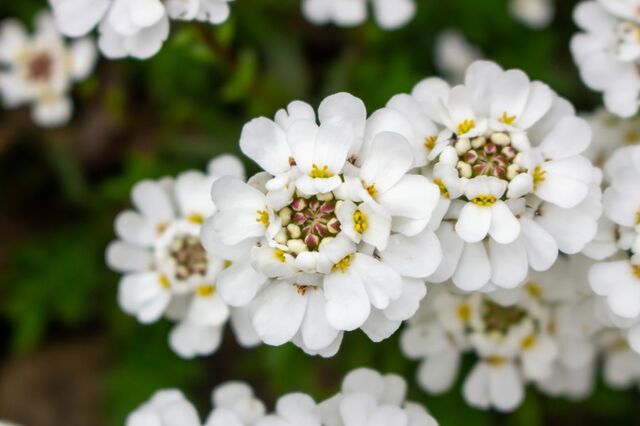 【初めてのガーデニング】植えっぱなしで毎年花が咲く！お手入れ簡単な「春植え多年草」6選