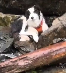 「愛犬とハイキング」飼い主が滝に転落　愛犬は行方不明に…「感動の救助劇」に目頭が熱くなる