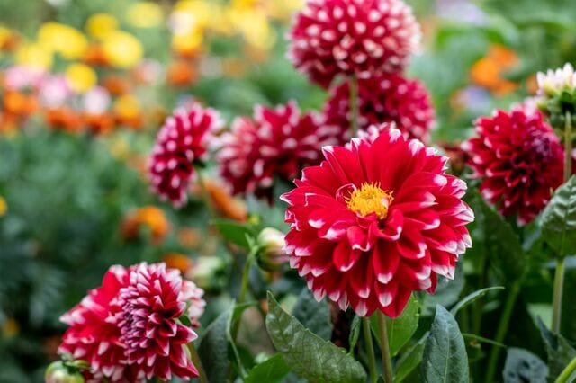 晩秋まで長く咲く球根植物【ダリア】多彩で美しい花姿9種類の紹介＆きれいに咲かせる育て方のコツ