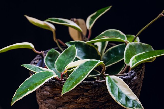 【観葉植物オススメ7選】自慢したくなるインテリアに欠かせない！オシャレで個性的な品種を紹介