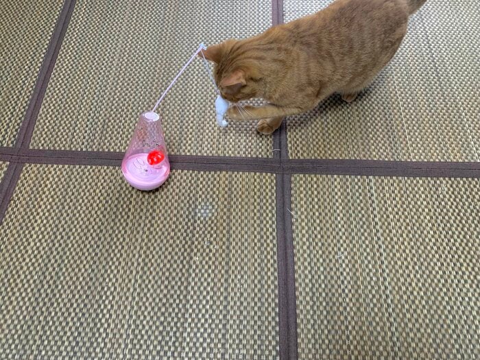 猫用おきあがりこぼし使用感