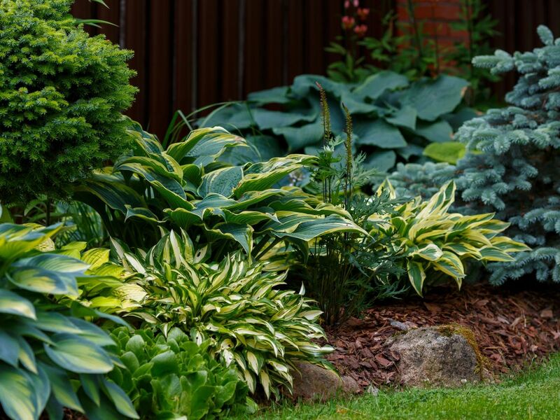 【日なた・半日陰・明るい日陰・日陰】とは?植物選びで大切な「日照条件」とおすすめ植物例を解説