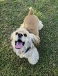 妻と夫が撮影した「愛犬の写真」に笑ってしまう　2枚の表情の差に「完全に別犬」