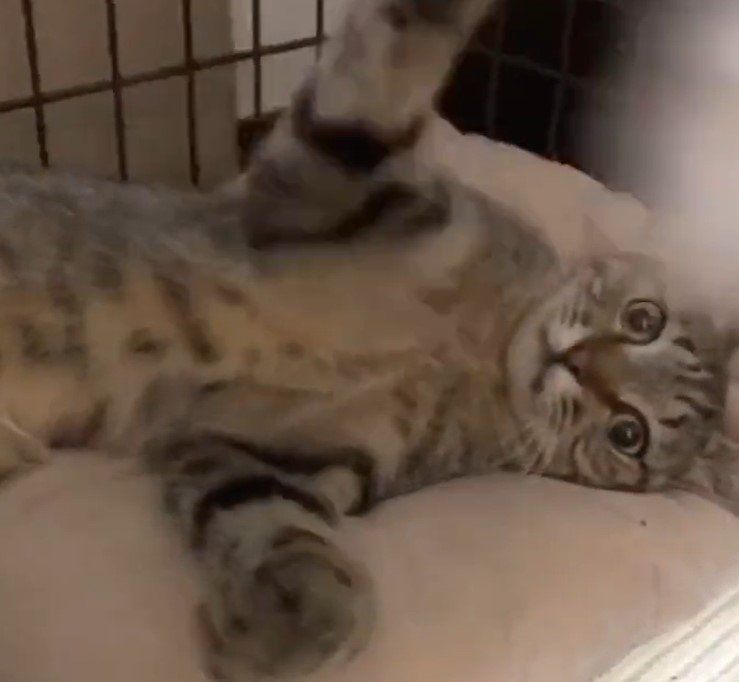 出所：@mero627puri914