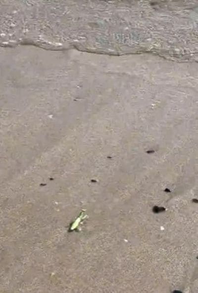 出所：@tantan_pararin