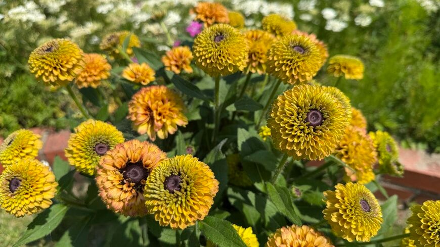 【植えっぱなしOK】真夏も花を楽しめる！しかも1か月以上も花が長持ちする〈暑さに強い多年草〉3選。ガーデニング費用を節約できます