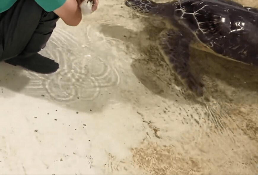 出所：@umigamekouen