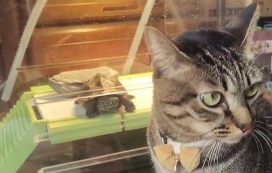 出所：@Mh0MLiErcV8E97C