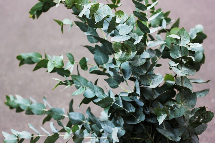 Totokzww/Shutterstock.com