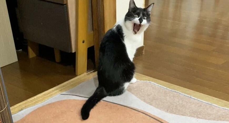 出所：@00shitemita