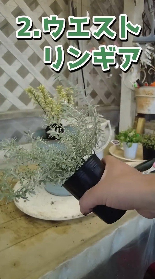 出所：@petit_fleur