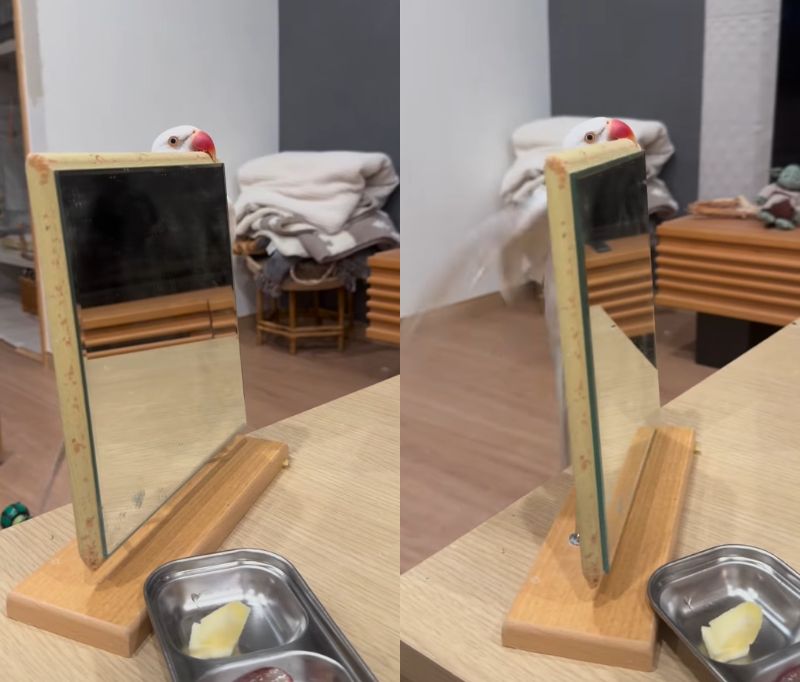 出所：@zundamame_cockatiel