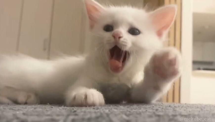 出所：@meltube_cat