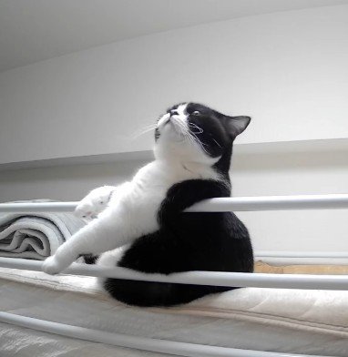 猫がくつろぐ姿を隠し撮りすると→思わずツッコミたくなる行動に笑い転げてしまう