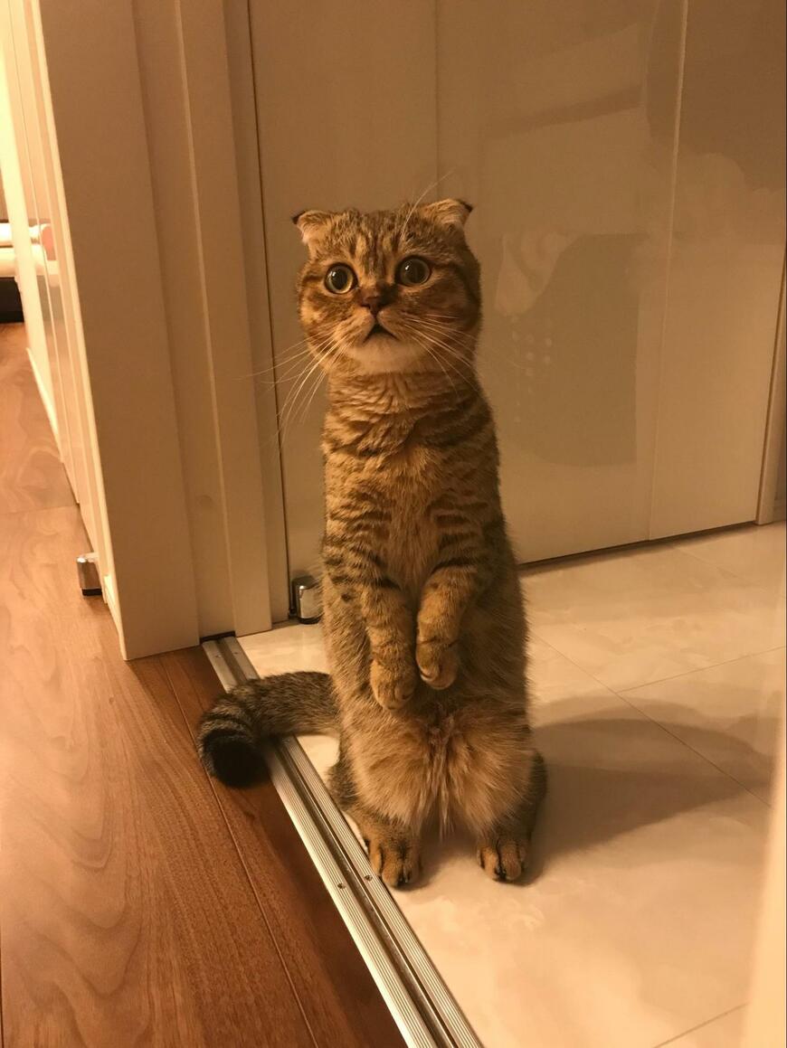 出所：@ponpokopontanu