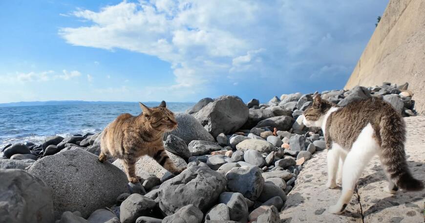 「ここで会ったが100年目！」海をバックに口喧嘩する猫たち、青春ドラマのような光景が話題に