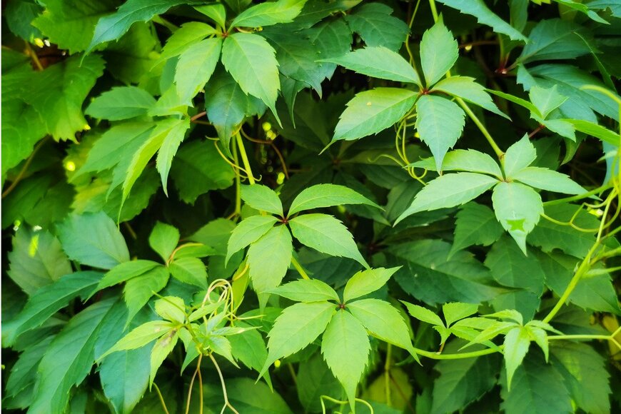 アメリカヅタ　　drasa/istockphoto.com