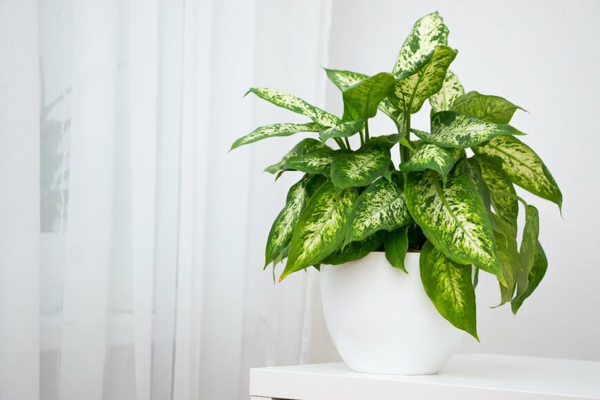 Ekaterina_str/shutterstock.com