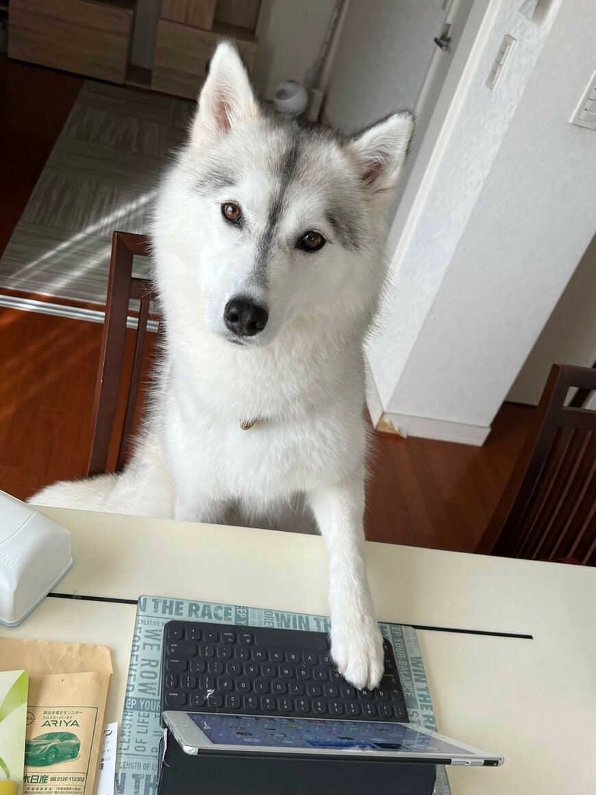 出所：@Livewithhusky