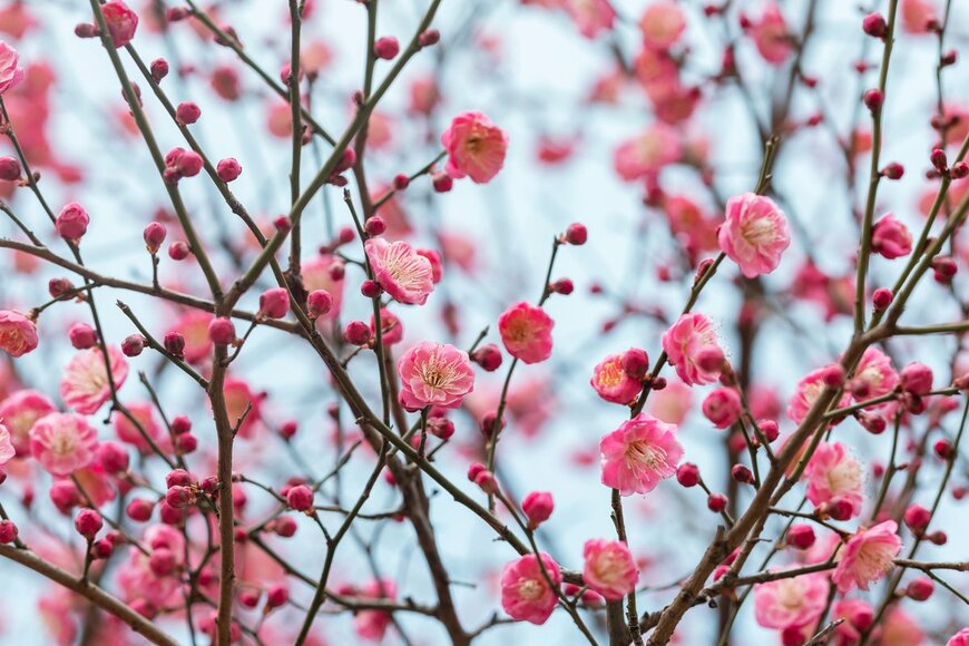 maoyunping/Shutterstock.com