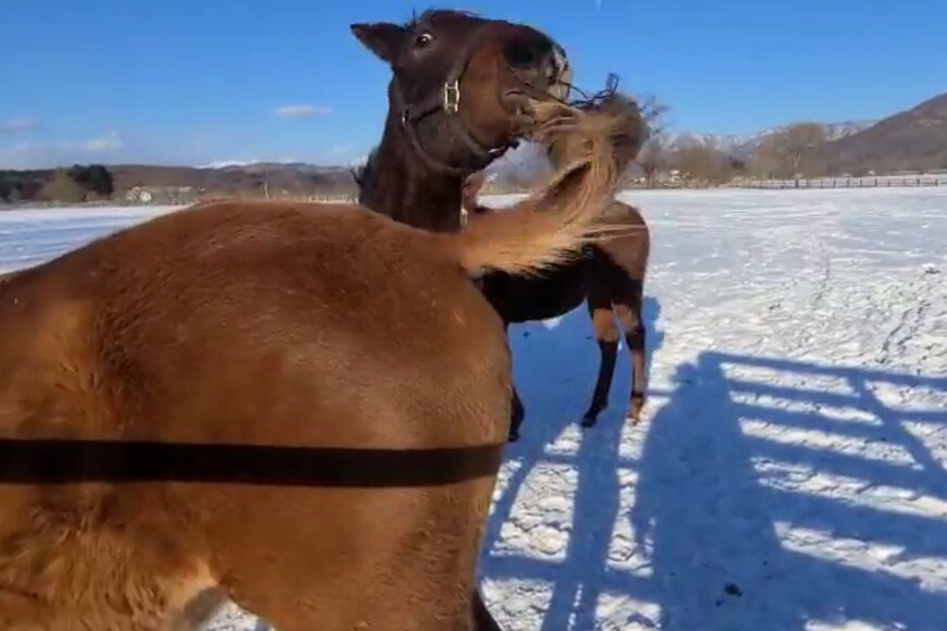 出所：上山牧場ツイッターアカウント