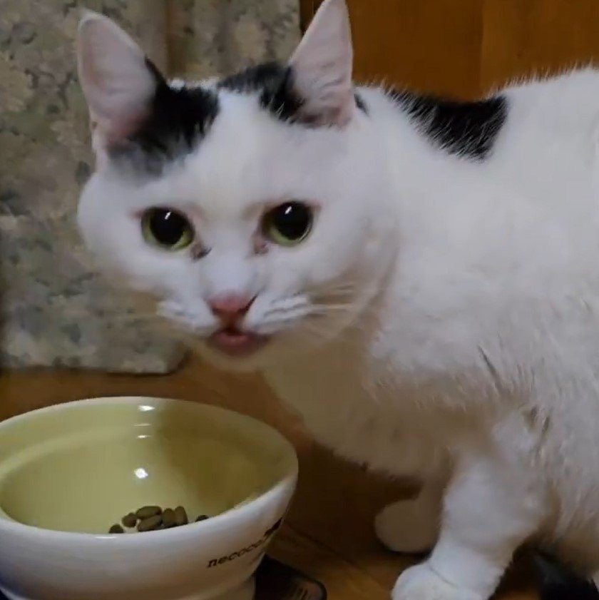 出所：@sironezumi77