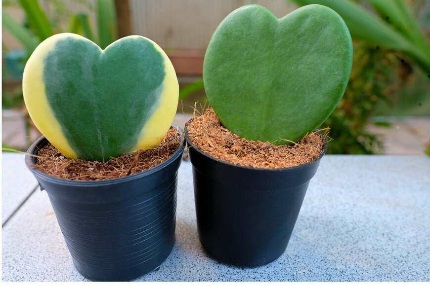 Sopone Nawoot/istockphoto.com