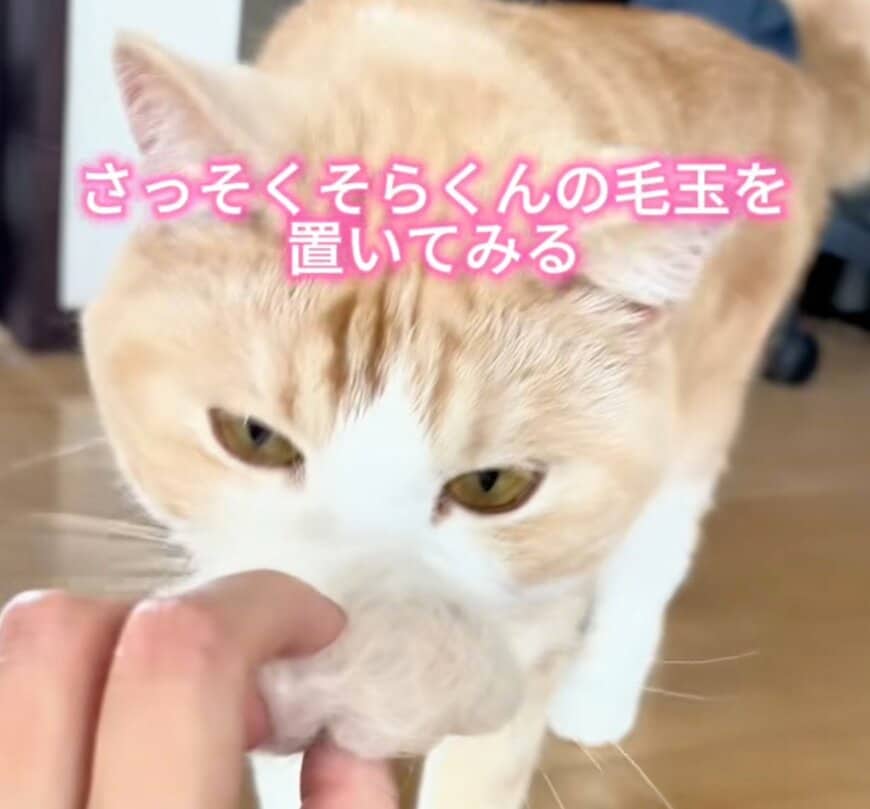 【自分の毛玉を目の前にした猫】まさかの反応が笑える！「鈍感すぎてカワイイ」と話題