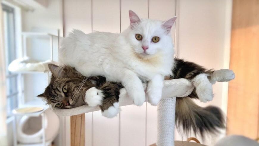 出所：@meltube_cat